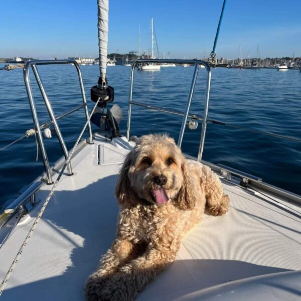 Milo the dog